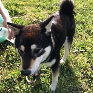 犬友