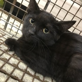黒ネコちゃんの里親募集中