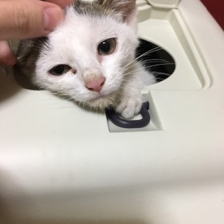 生後1ヶ月の子猫ちゃんです！