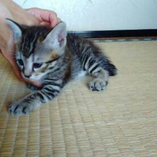 お盆生まれの３姉妹です - 猫