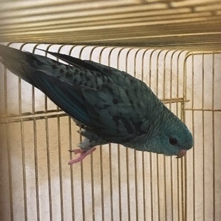 サザナミインコの里親さんを募集します。