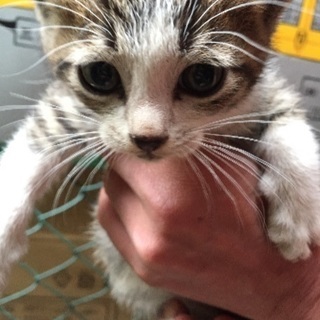急募！人懐こい子猫ちゃん達