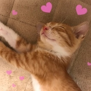 茶トラオス2ヶ月