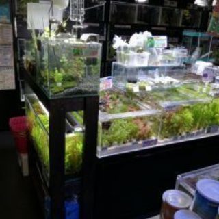 東京都北区ホームセンター内アクア小動物コーナー生体スタッフ募集の画像