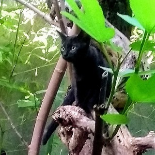 僕の家族になってください。（黒仔猫より）