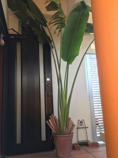 観葉植物　旅人の木　巨大４ｍ！