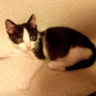 かわいい白黒子猫♂