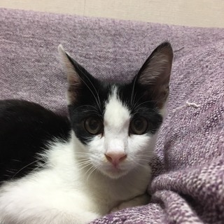 ★ゴロゴロのハチワレ子猫オス
