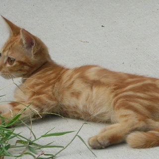 オスの子猫の里親探しています。 − 愛知県