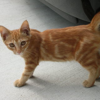 オスの子猫の里親探しています。 - 半田市