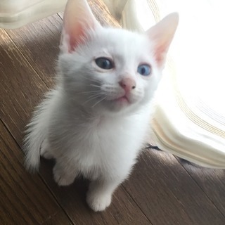里親になってくださる方