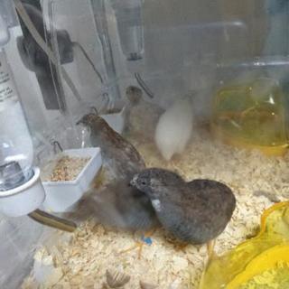 姫うずら(雄、2羽～3羽・黒斑、黒パイド)