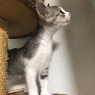 グレーの猫ちゃん