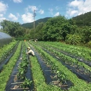 尾花沢市 農作業募集！の画像
