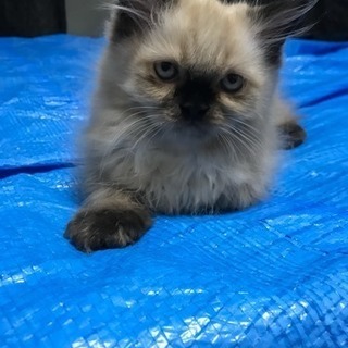 仔猫里親募集