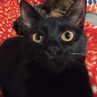 迷い猫探しています！！