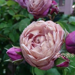 今年こそ！着物でお花見🌸美しく着る着付け個人レッスンの画像