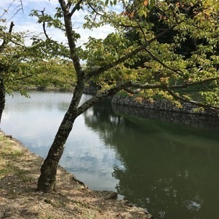 今彦根城