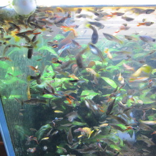 グッピーの稚魚を貰って下さい。