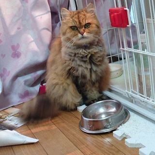 飼い主探し