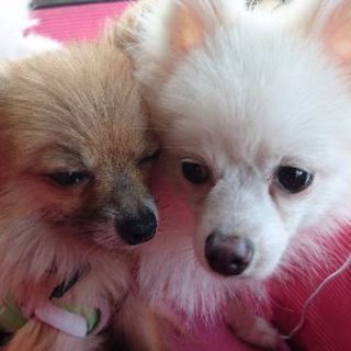 (キャンセルになりました。）極小ポメラニアン　男の子　１歳