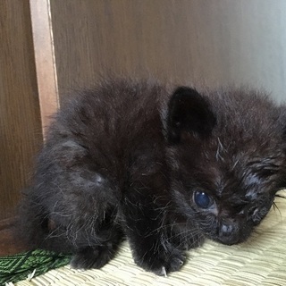 目にハンデあり ヨークチョコレート似の猫ちゃん - 幸手市