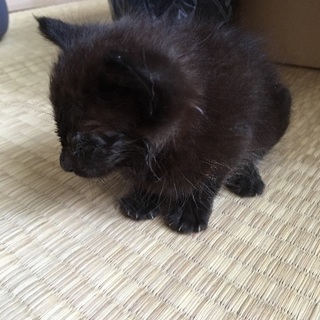 目にハンデあり ヨークチョコレート似の猫ちゃん − 埼玉県