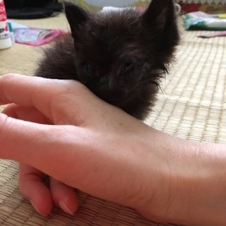 目にハンデあり ヨークチョコレート似の猫ちゃん - 里親募集