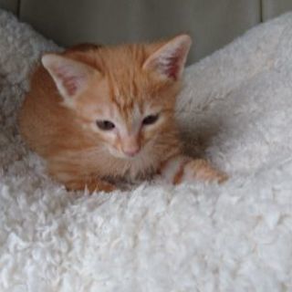 子猫里親さん探してます。
