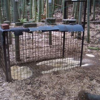 有害鳥獣被害対策、イノシシ駆除の為、農地、山林の設置場所を探しております − 福岡県