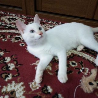 白ちゃん(お試し飼いの為、募集を休止させて頂きます。)