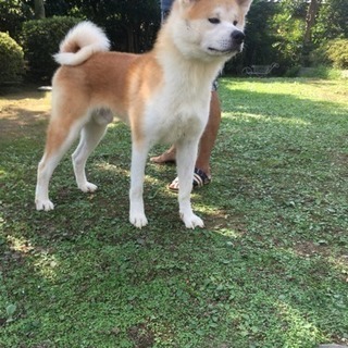 秋田犬の赤毛オス 3歳