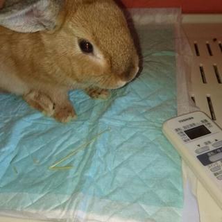 うさぎの里親募集中