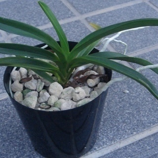 風蘭交配種 ブルームーン（２株）の画像