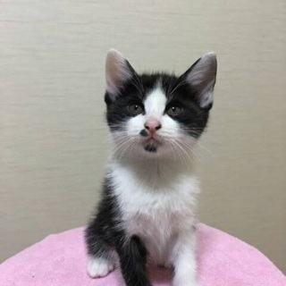 7月19日生まれの子猫ちゃん