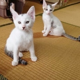 生後２か月の子猫