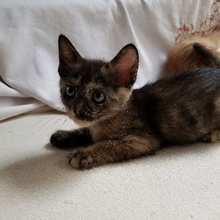 生後２ヶ月、飼い猫の仔猫(メス)をもらってください。
