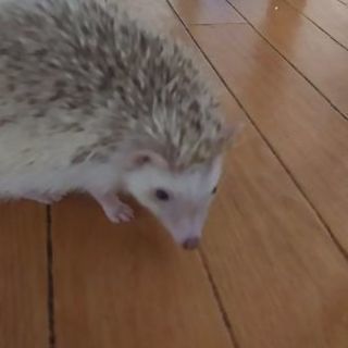 ピグミーヘッジホッグ(ハリネズミ)／毛色シニコット