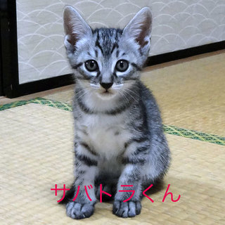 三毛の女の子3姉妹、トラ模様の男の子3兄弟。