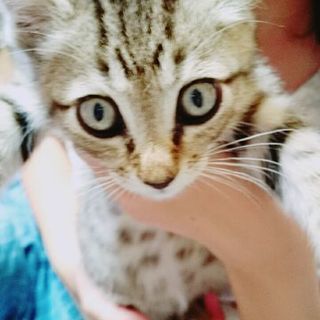 🎀里親見つかりました。