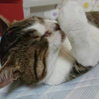 1歳3ヶ月のオス猫