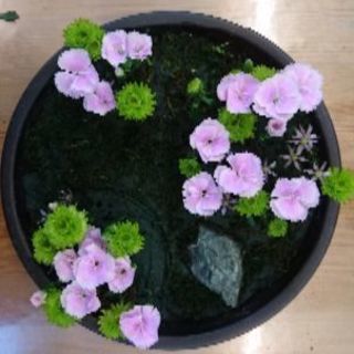 花の資格！日本フラワーデザイナー協会 新検定対応
