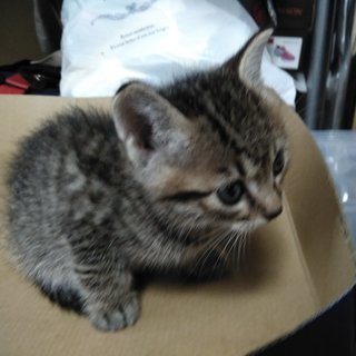 子猫生後１か月のトラ系２匹里親募集