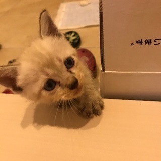 生後1ヶ月の男の子猫ちゃんです。