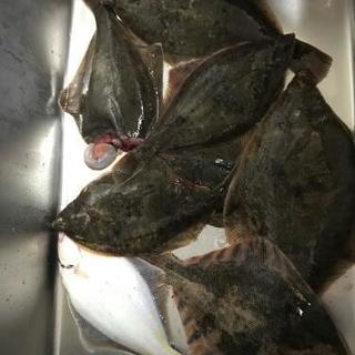 平日釣り仲間募集！！