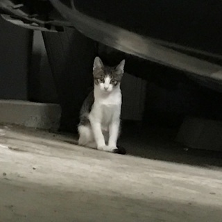 子猫の里親募集中
