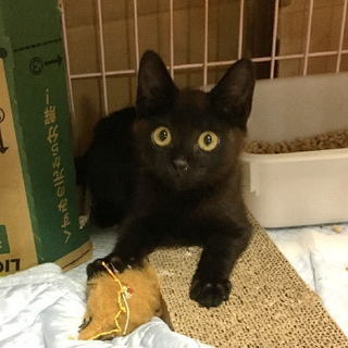 子猫の里親募集してます。大切に飼って頂ける方ご連絡下さい。