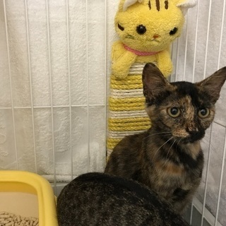 里親募集中