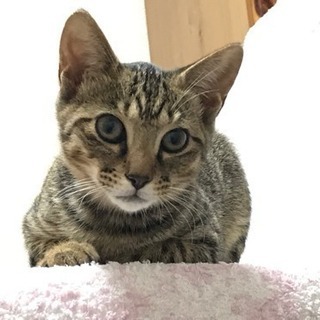 子猫(男の子)の里親募集中