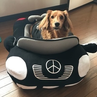 犬友達募集(๑´ㅂ`๑)